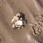Ξενοδοχείο Nordsee Pellworm