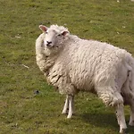 Ξενοδοχείο Nordsee Pellworm