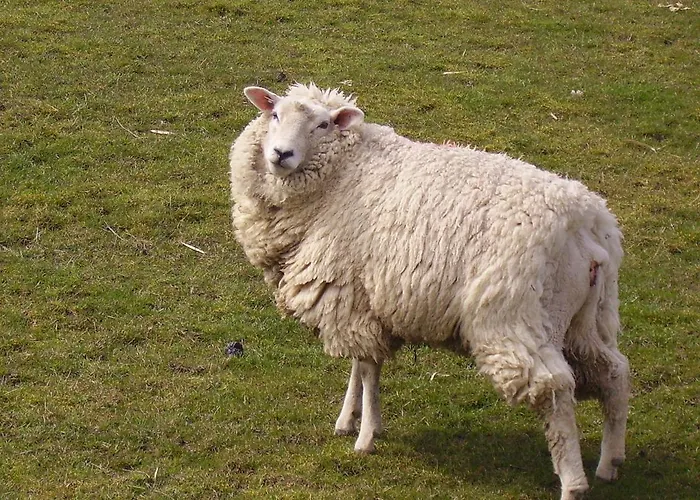 Hotel Nordsee Pellworm